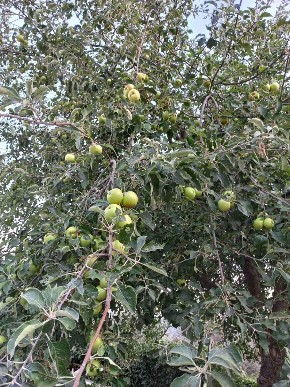 אולסינץ' Rustic Villas Barlovic מראה חיצוני תמונה